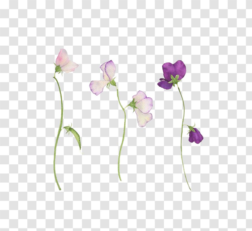 Sweet Pea Flower Tattoo Botanical Illustration - Birth - Flora Transparent  PNG
