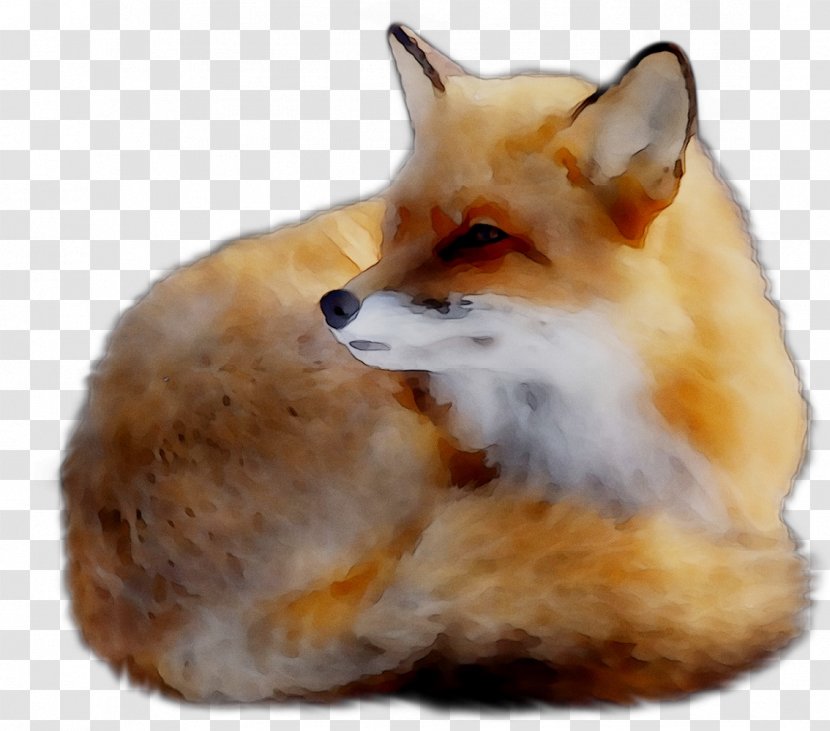 Red Fox Kit Fur Whiskers Fauna - Animal Figure - Snout Transparent PNG