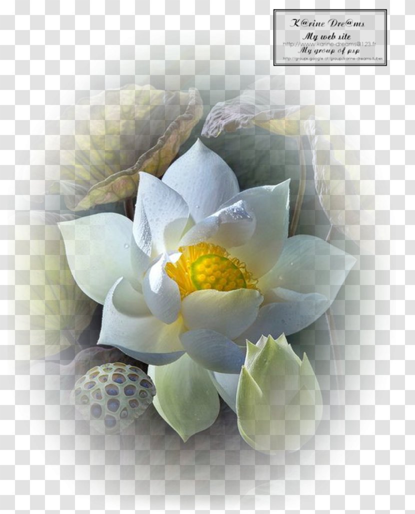 Petal Sacred Lotus Trefoil Flower Water Lily Transparent PNG
