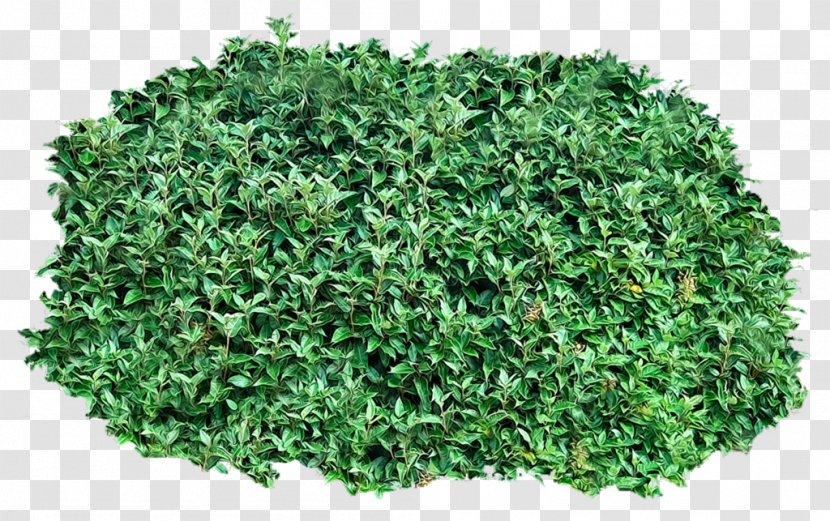 Shrub Clip Art - Groundcover - Bushes Clipart Transparent PNG