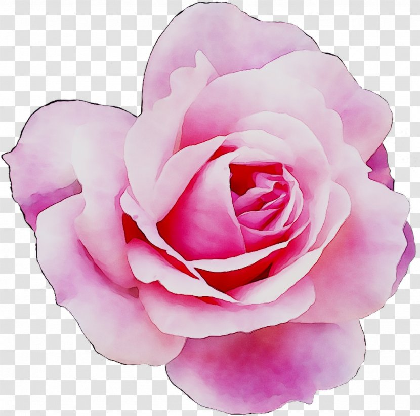 Garden Roses Cabbage Rose Floribunda PeekYou - Myspace - Pink Transparent PNG