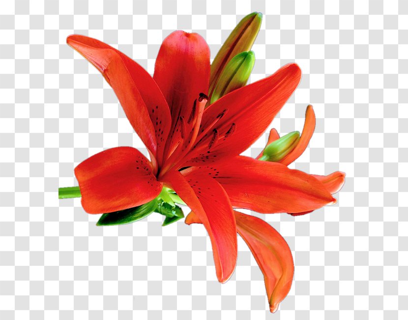 Orange Lily Cut Flowers Clip Art - Digital Image - Flower Transparent PNG