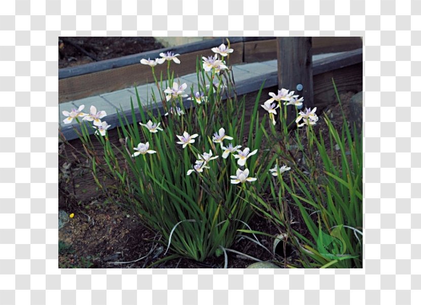 Dietes Iridioides Bicolor Fortnight Lily Plant Irises - Pine Transparent PNG