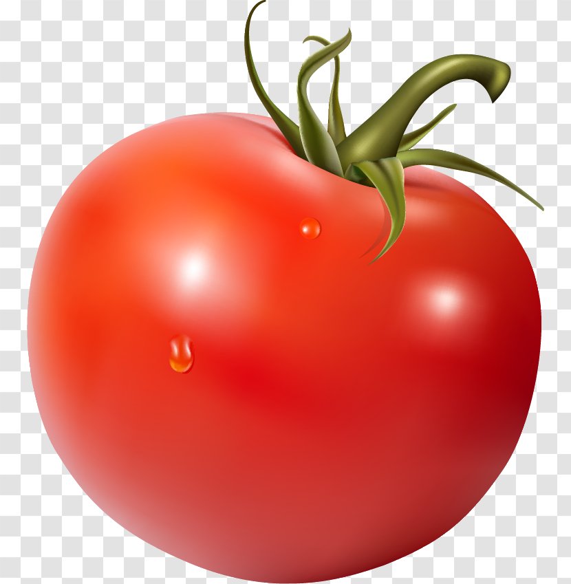Clip Art Image Illustration Vector Graphics - Food - Tomato Transparent PNG