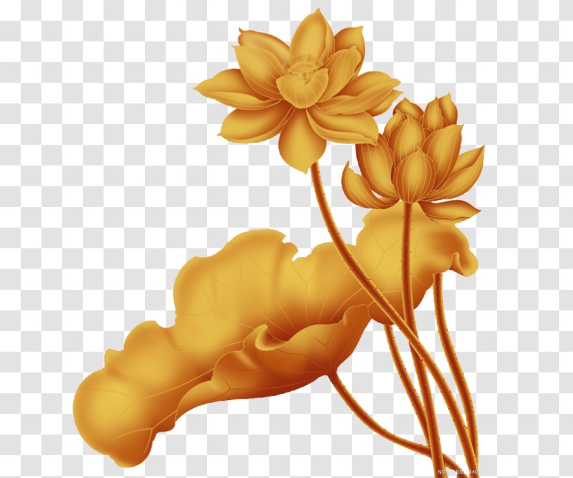 China Nelumbo Nucifera Gold - Golden Chinese Style Lotus Decoration Pattern Transparent PNG