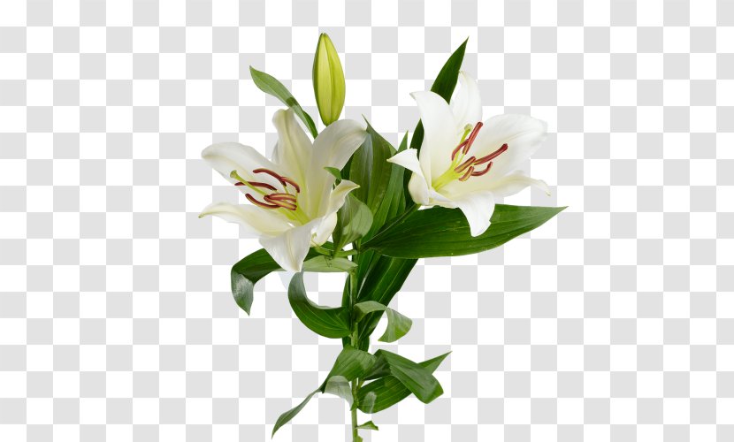 Lilium ×hollandicum Cut Flowers Madonna Lily Garden Roses - Plant - Flower Transparent PNG