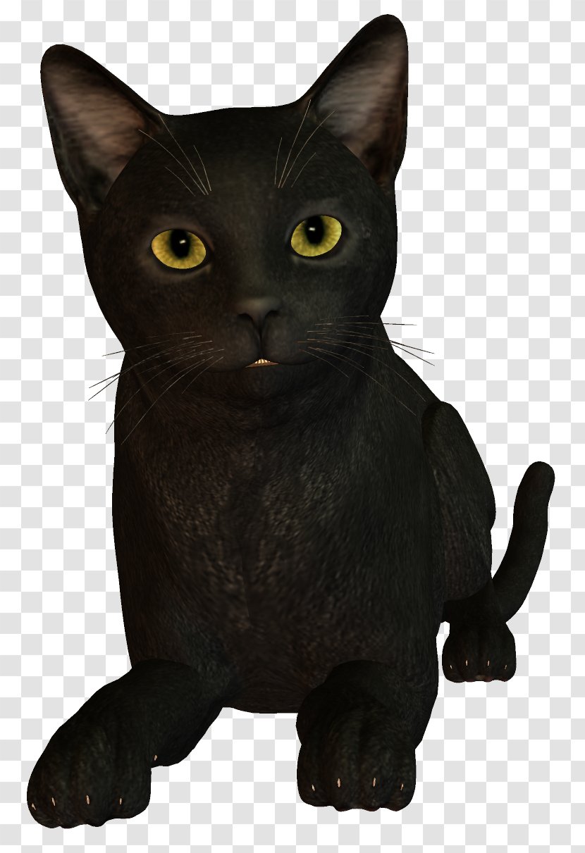 Bombay Cat Burmese Korat Black - Witch Transparent PNG