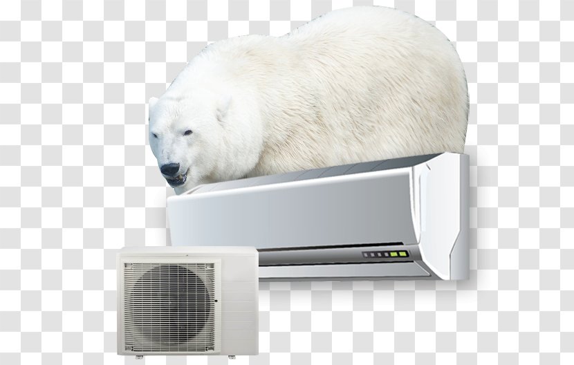 Polar Bear Snout Transparent PNG