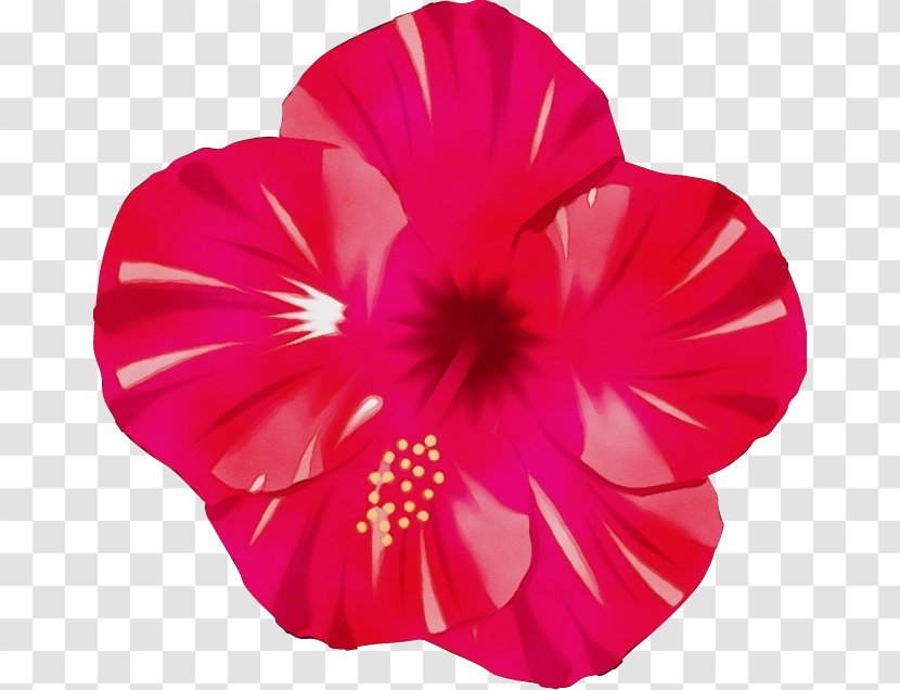 Petal Pink Hawaiian Hibiscus Red Flower - Magenta - Morning Glory Transparent PNG