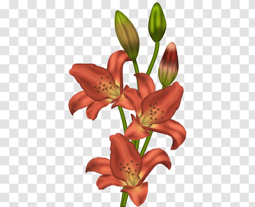 Tiger Lily Flower Orange Clip Art - Flowering Plant - White-lilies Transparent PNG