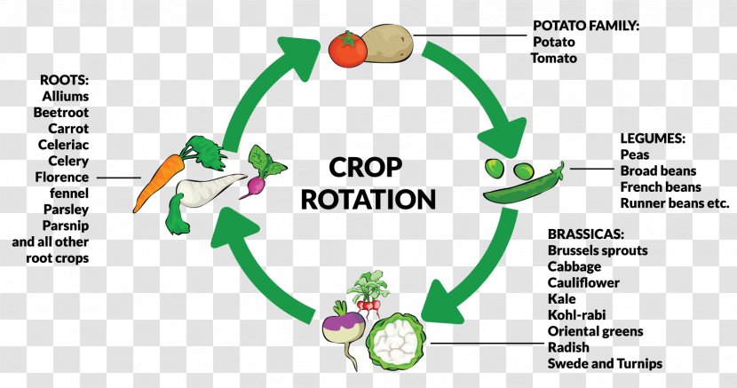 Chicory Crop Rotation Plant Root - Human Behavior - Organic Vegetables Transparent PNG