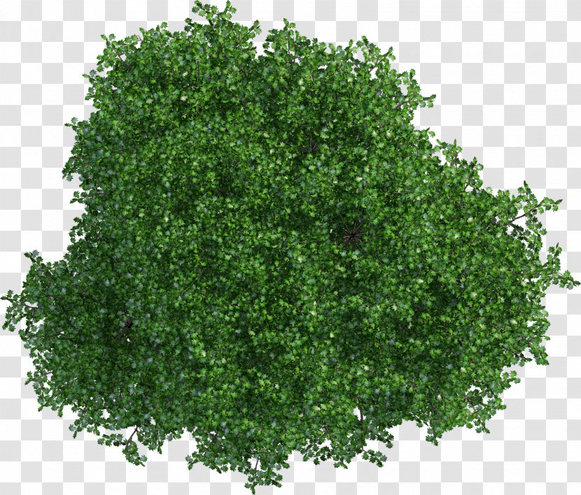 Oak Tree Leaf - Woody Plant - Flowering Herb Transparent PNG