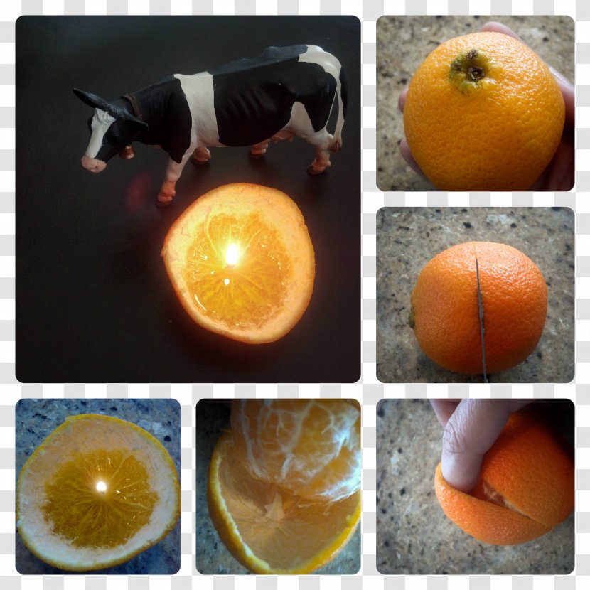 Clémentine M. Idea Citrus × Deliciosa Being Cricut - Erica Transparent PNG
