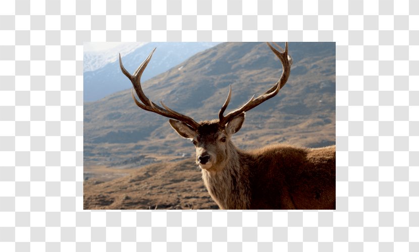 Elk Red Deer Antler White-tailed - White Tailed Transparent PNG