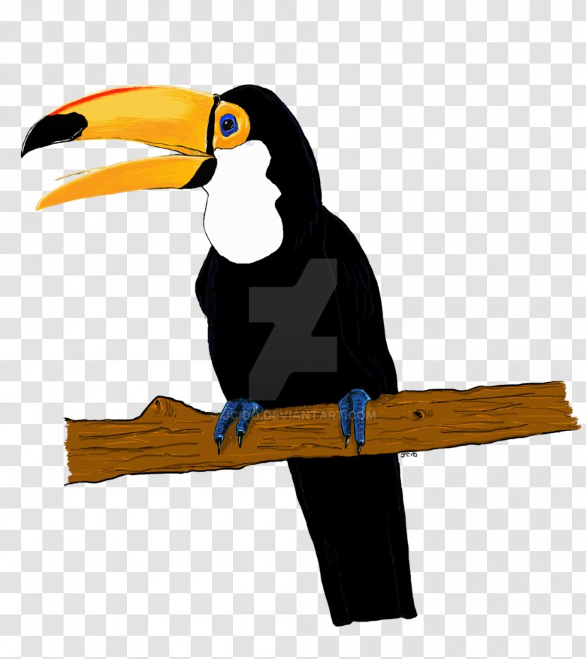 Toucan Bird Drawing Art - Hornbill Transparent PNG