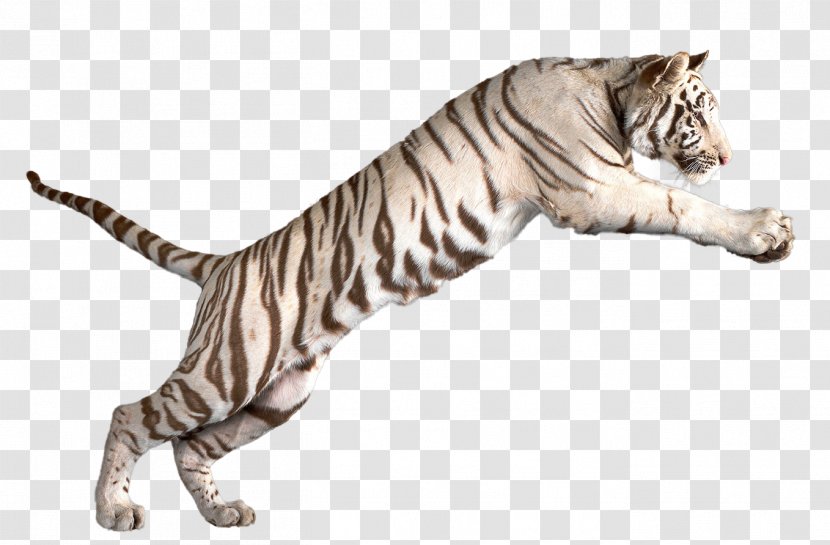 Bengal Tiger White Clip Art Transparent PNG