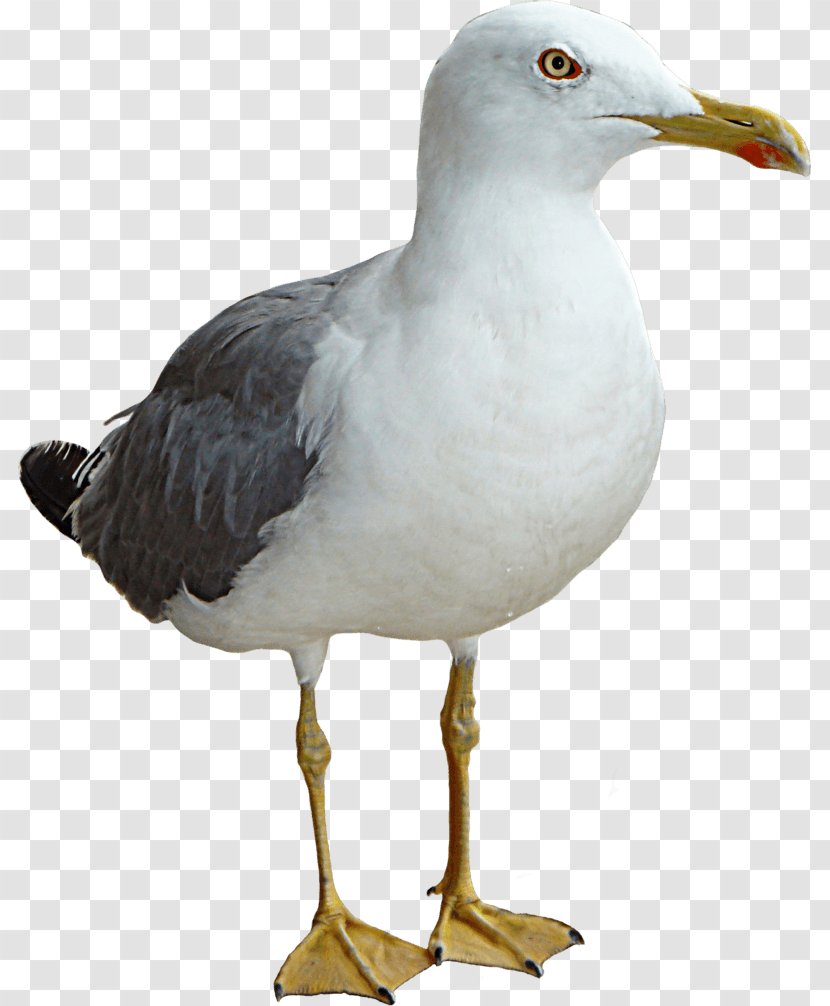 Gulls Bird - European Herring Gull Transparent PNG