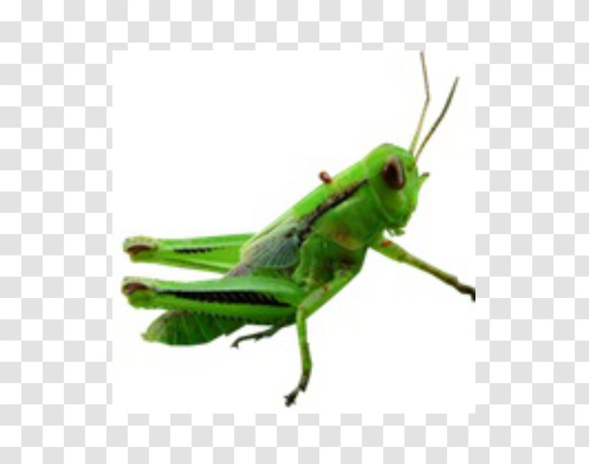 Video Clip Art - Cricket Like Insect - Grasshopper Transparent PNG