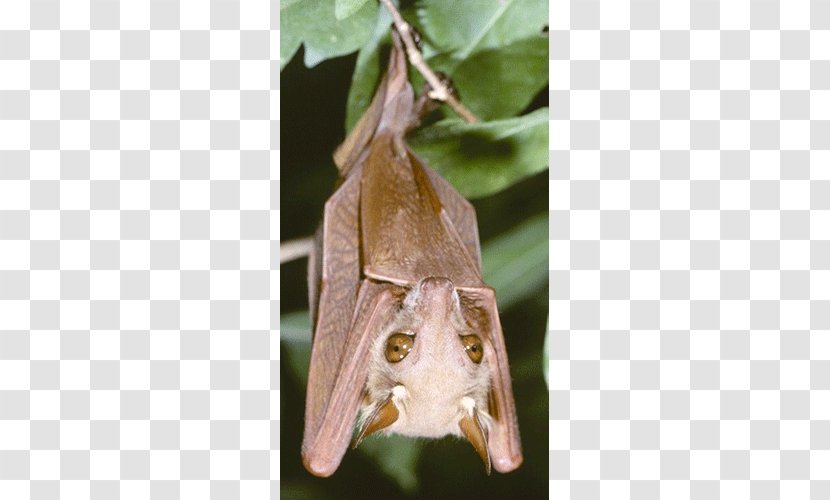 Veldkamp's Dwarf Epauletted Fruit Bat Gambian Peters' Megabat Wahlberg's - Animal Transparent PNG
