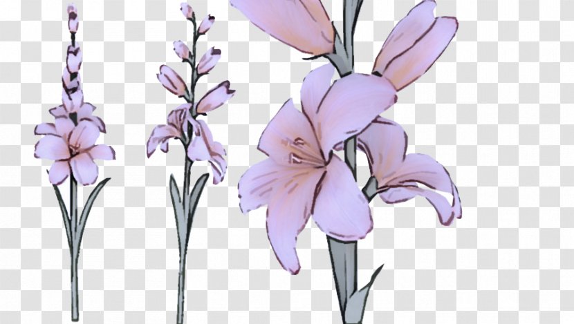 Flowering Plant Flower Lilac Gladiolus - Iris - Cut Flowers Transparent PNG