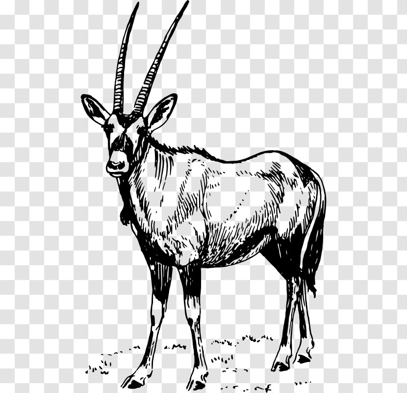 Gemsbok Waterbuck Antelope Gazelle Clip Art - Wildlife Transparent PNG