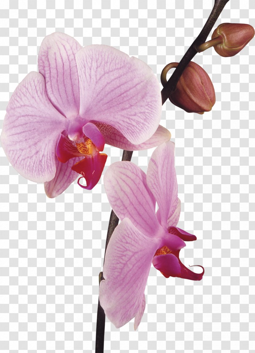 Orchids Flower Stock Photography Clip Art - Moth Orchid Transparent PNG