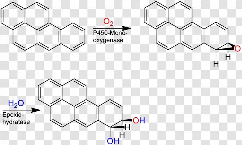 Keto–enol Tautomerism Chemistry Molecule Flour Beetle - Tree - Metabolism Transparent PNG