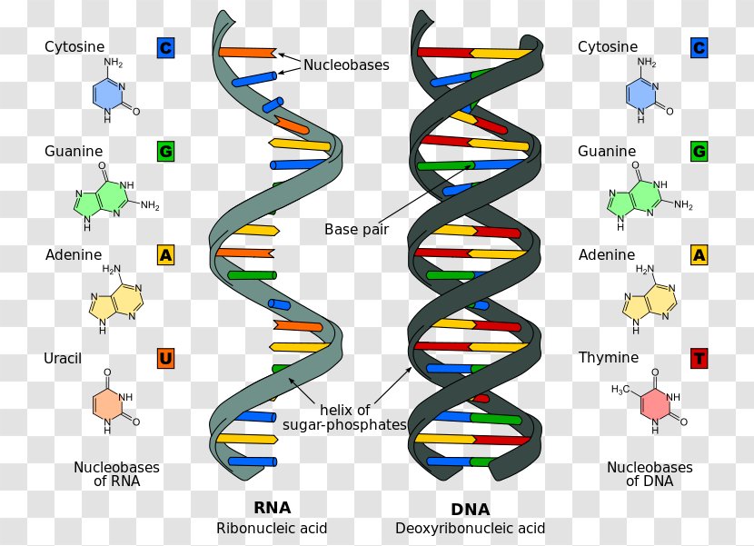 Nucleic Acid Structure RNA DNA - Organism - Dnk Transparent PNG