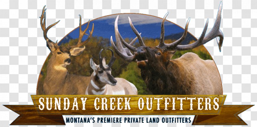 Elk Montana Deer Hunting - Outfitter Transparent PNG