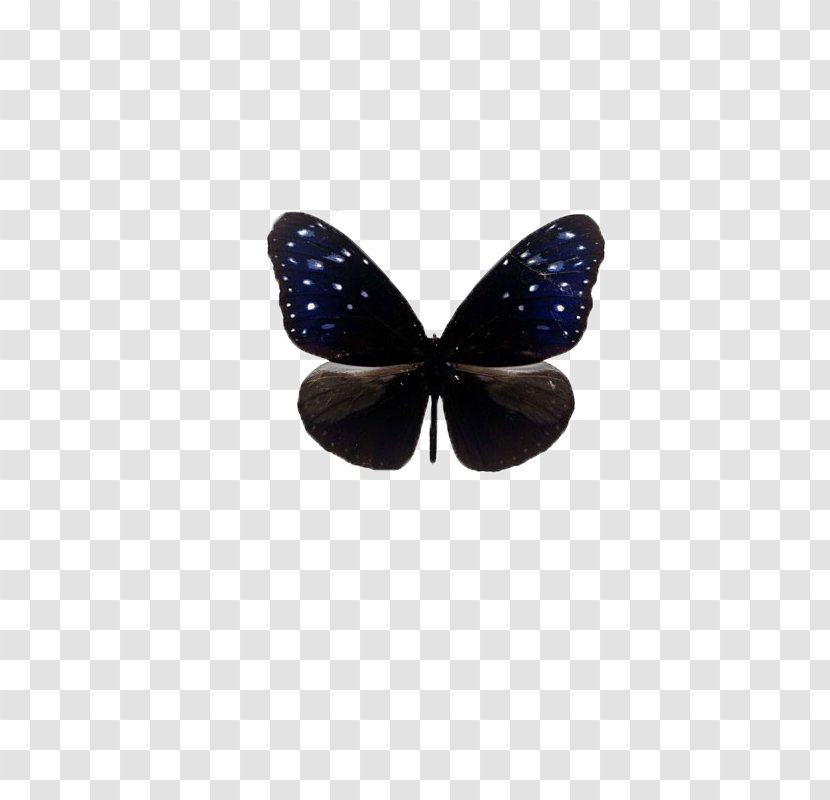 Icon - We Heart It - Butterfly,insect,specimen Transparent PNG