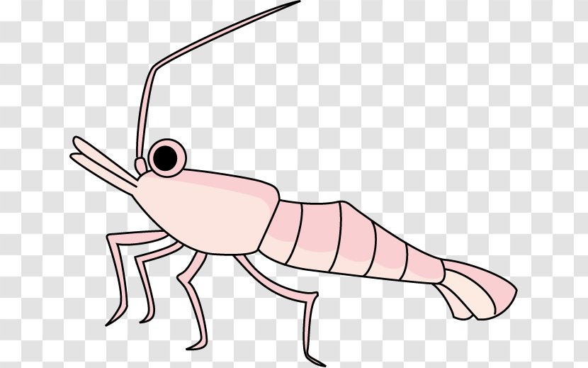 Crab Shrimp Paratya Compressa Clip Art - Joint - Shrimps Transparent PNG