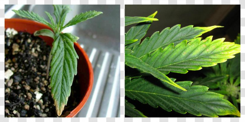 Cannabis Hemp Leaf - Family Transparent PNG