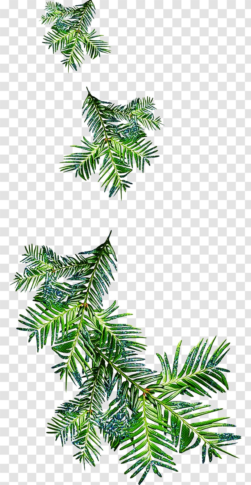 Shortleaf Black Spruce Yellow Fir Balsam Tree Oregon Pine - Leaf Jack Transparent PNG