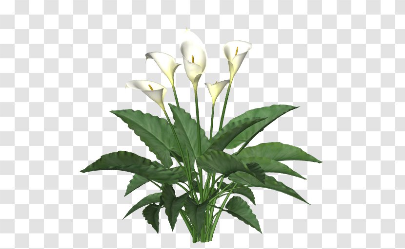 Plant Stem Cut Flowers Fern - Masala Chai - Aquatic Plants Transparent PNG