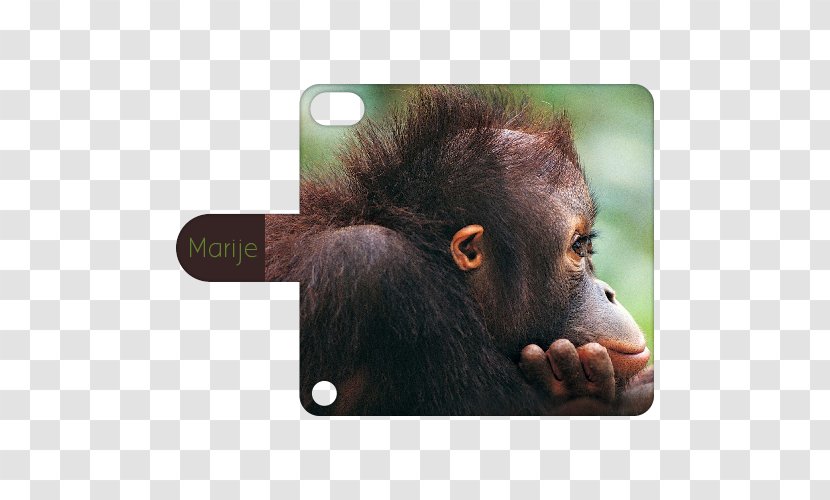 Desktop Wallpaper Image Monkey Photograph Display Resolution - Ipod Touch 2 Transparent PNG