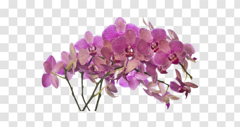 Sticker Wall Decal Flower Bouquet - Violet Transparent PNG