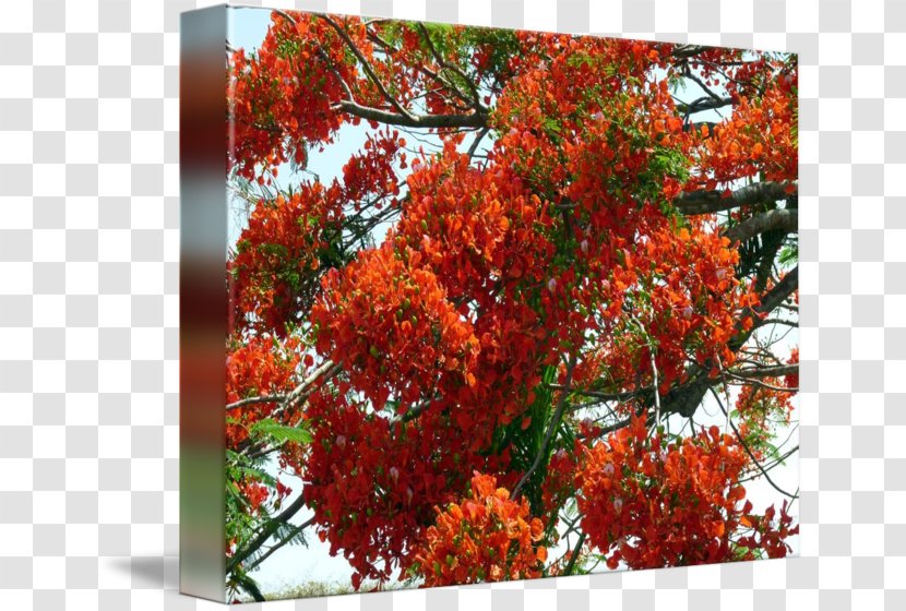 Royal Poinciana Imagekind Maple Leaf Tree Shrub - Rowan Transparent PNG