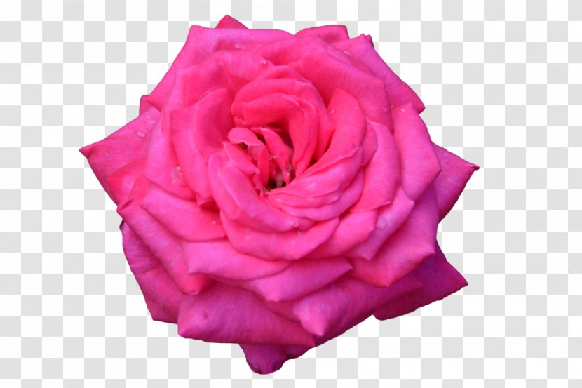 Garden Roses Cabbage Rose Flower Floribunda - Plant - Overexposed Transparent PNG