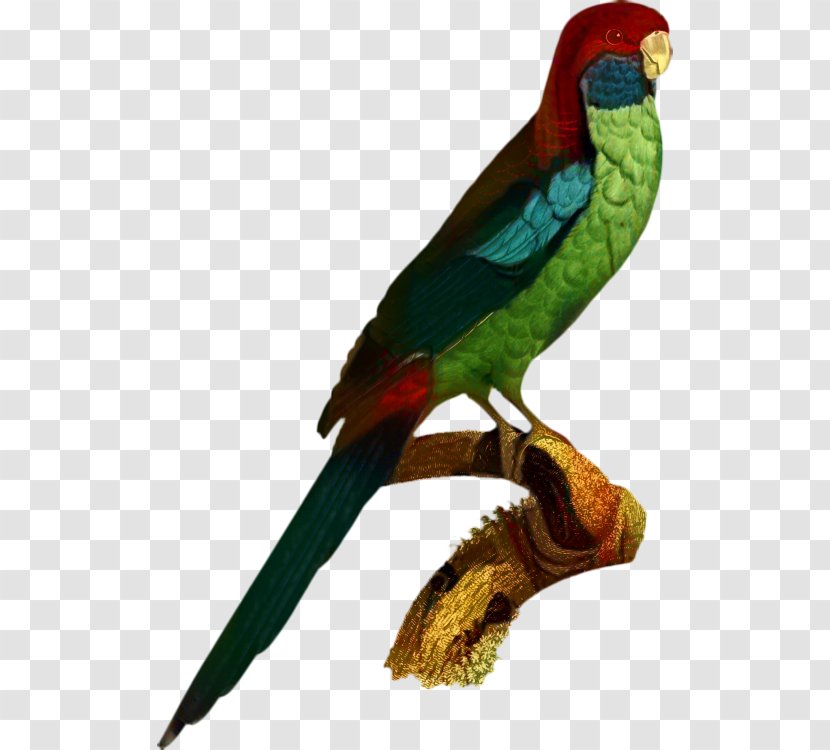 Parrot Budgerigar Cockatiel Bird Parakeet - Rosellas - Grey Transparent PNG