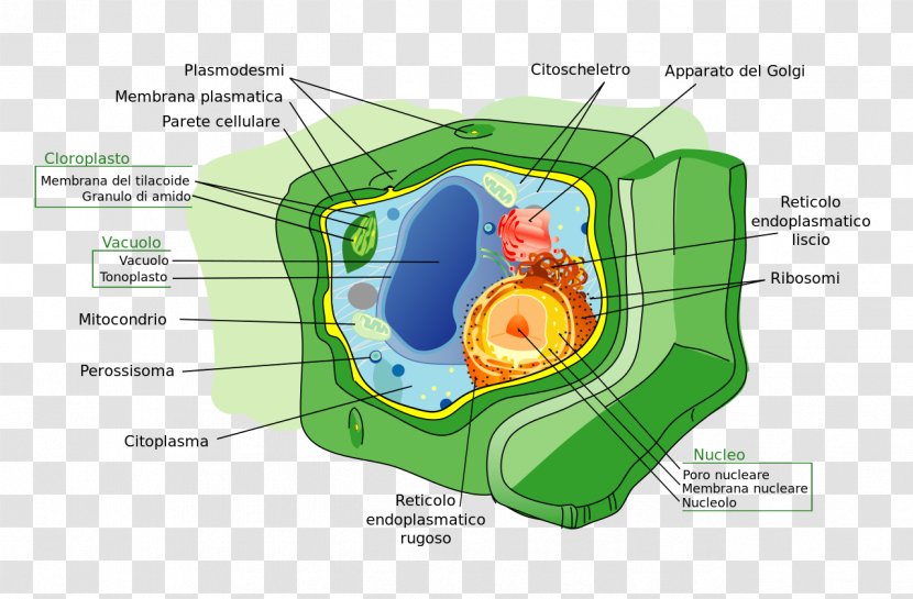 Plant Cell Wall Prokaryote Transparent PNG