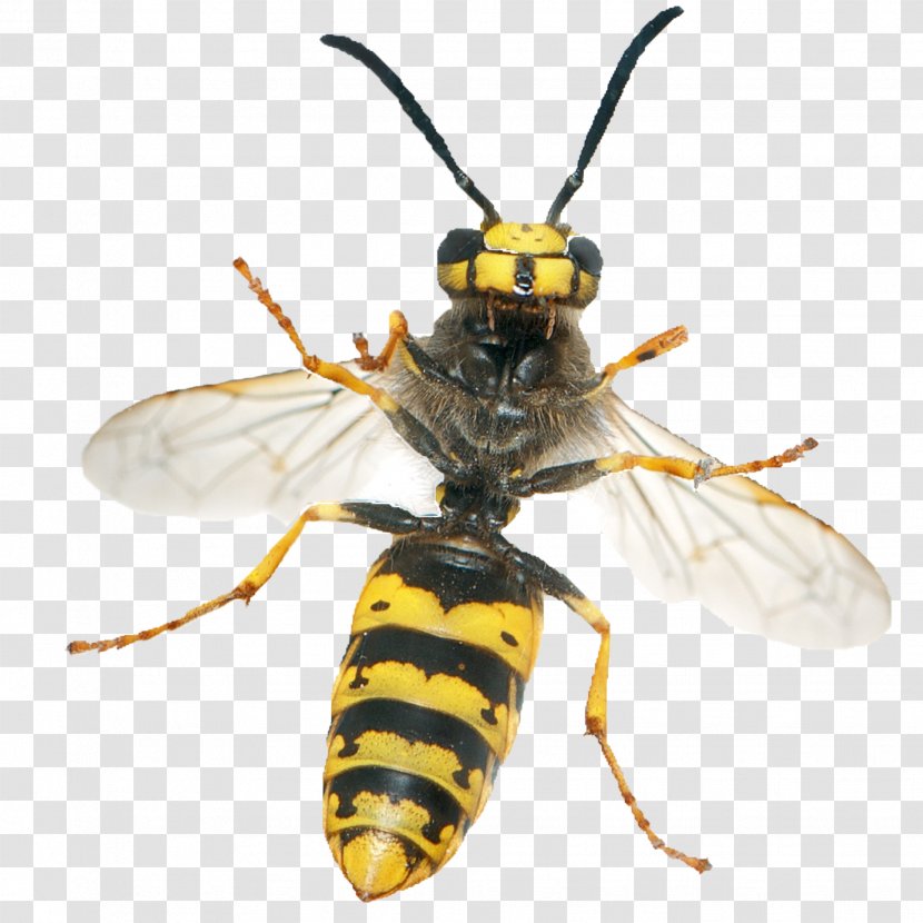 Insect Hornet Vespula Germanica Apocrita Yellowjacket - Wasp Transparent PNG