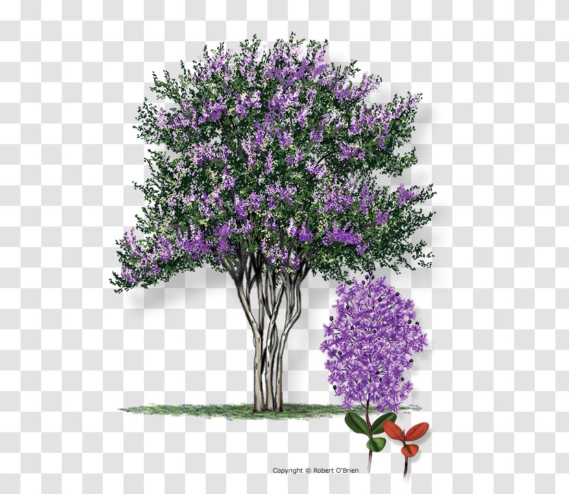 Crepe-myrtle Texas Tree Shrub - Oak - Crape Myrtle Transparent PNG