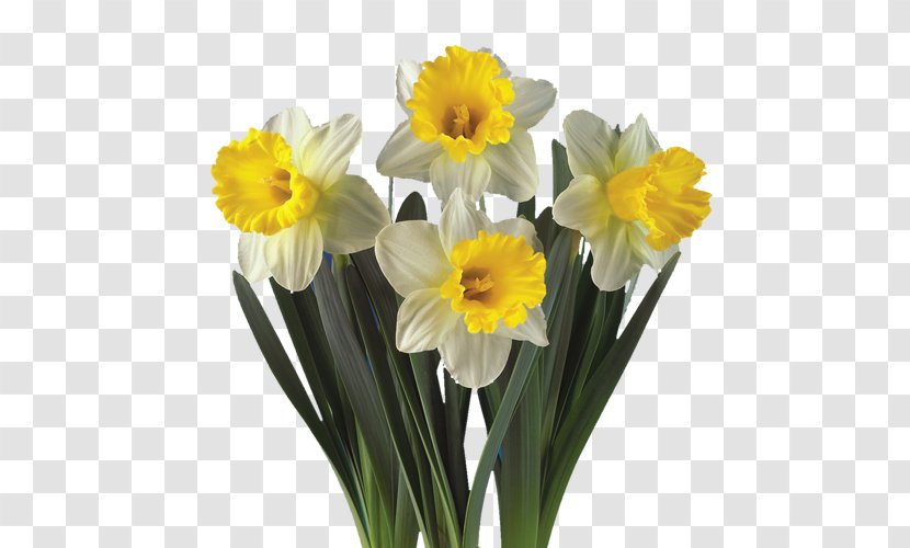 Daffodil Artikel Plant Hyacinth Cut Flowers Transparent PNG
