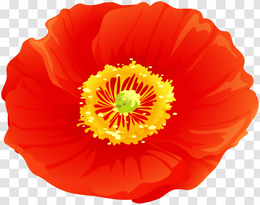 Orange Transparent PNG