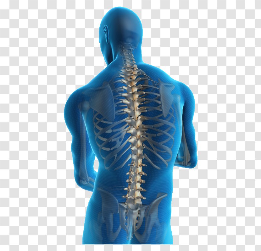 Low Back Pain Neck Injury Human - Backbone Transparent PNG