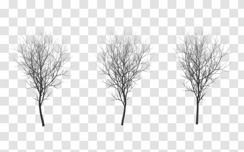Tree Branch Winter Drawing Root - Snow Transparent PNG
