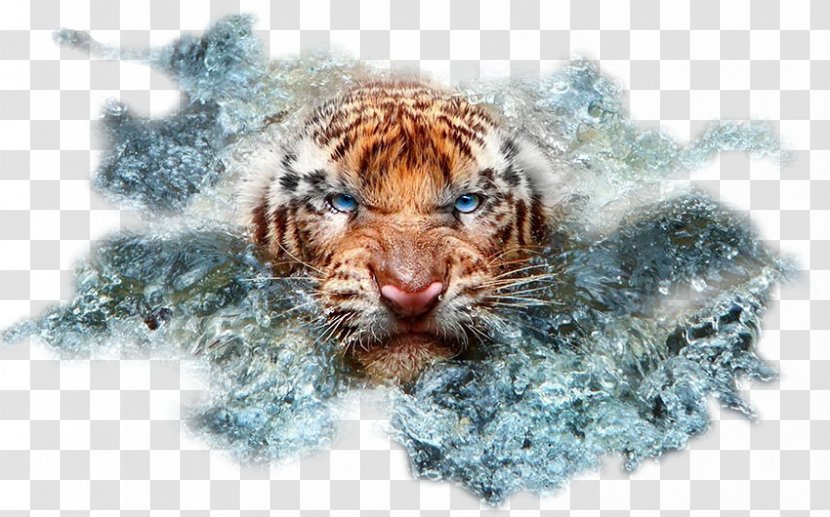 Cat Wildlife Photography Bengal Tiger - Snout Transparent PNG