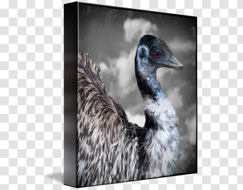 Duck Gallery Wrap Canvas Beak Art - Fauna Transparent PNG