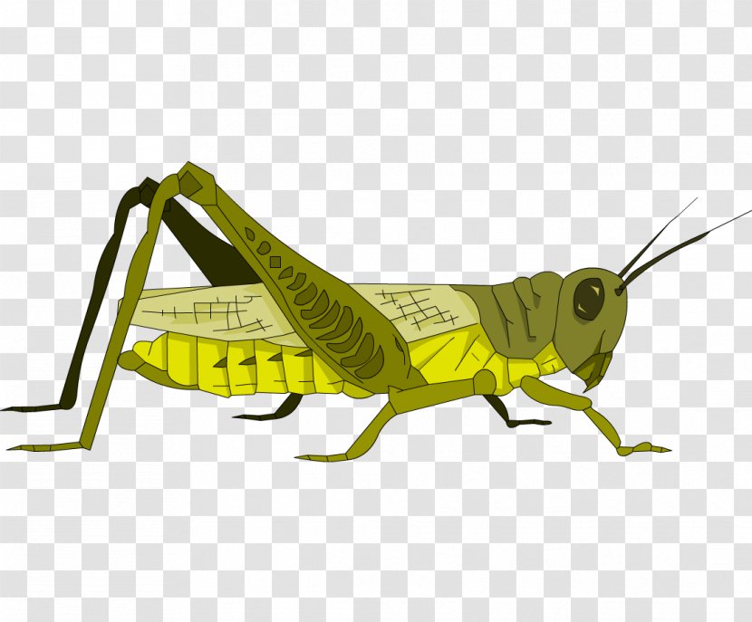 Grasshopper Locust Great Green Bush Cricket Caelifera Transparent Png