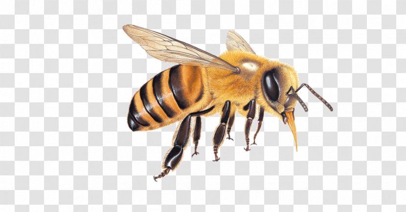 Honey Bee Hornet Queen Transparent PNG